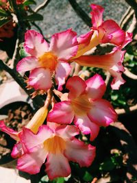 Close-up of pink flowers