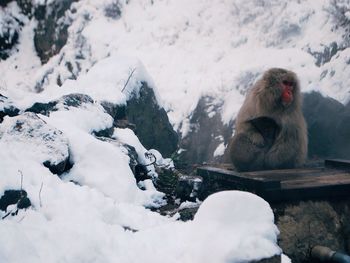 Monkeys on mountain during winter