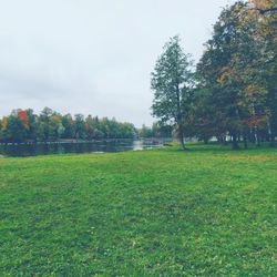 Trees growing on field in park against sky