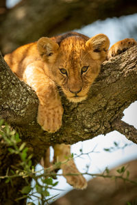 Portrait of lion cub resting on tree trunk