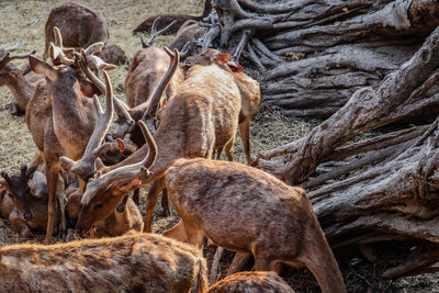 Deer in a field