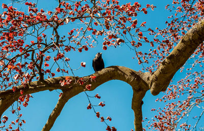 Low angle view of a bird perching on a tree