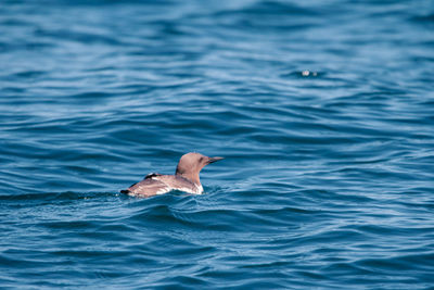 Duck swimming in sea