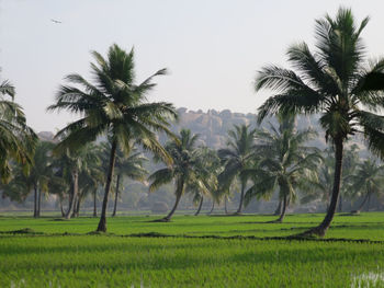 Palm trees on grassy field