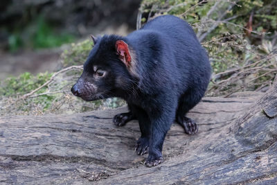 Close-up of an tasmanian devil,