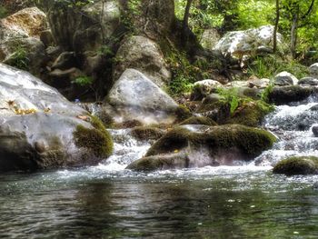 Scenic view of waterfall in forest