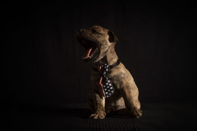 Dog looking away over black background