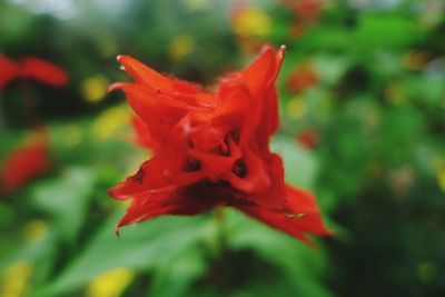 Close-up of red maple leaf