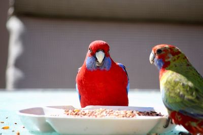 Close-up of parrot eating food