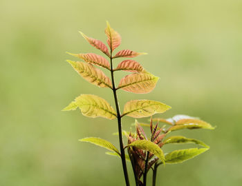 plant