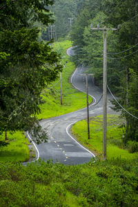 Empty road along trees and plants