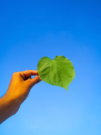 Hand holding leaves against clear blue sky