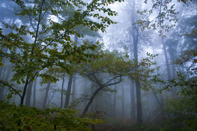 Trees in forest