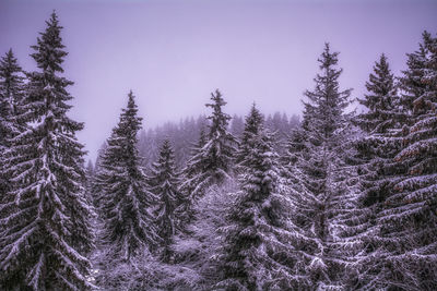 Pine trees in forest during winter