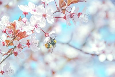 Close-up of insect on cherry blossom