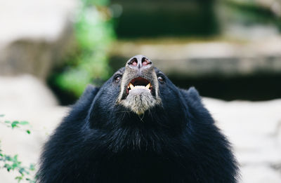 Close-up of black cat yawning