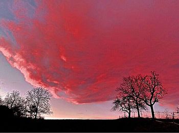 Silhouette of tree at sunset