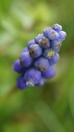 Close-up of purple flowering plant