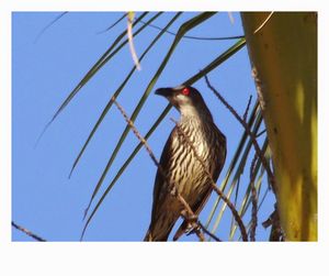 Low angle view of birds perching on tree