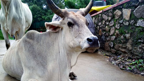 Indian white cow sitting on street at hill station