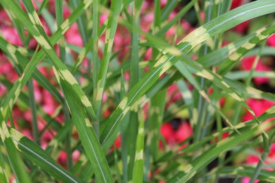 Close-up of red plant