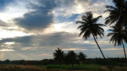 Palm trees against sky
