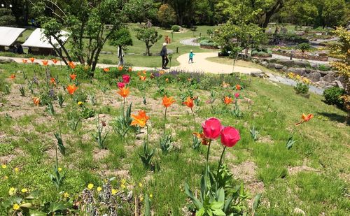 Close-up of flowers blooming in field