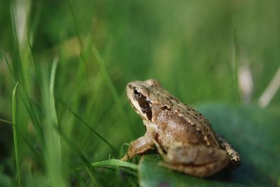 Close-up of a frog on grass