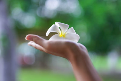 Close-up of hand holding white flower