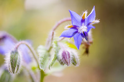 Close-up of purple flowering plant