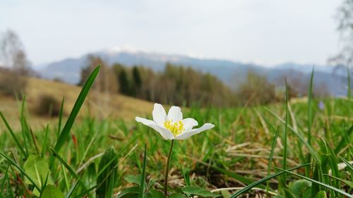 Close-up of white flowers blooming in field