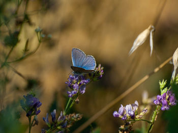 Close-up of butterfly pollinating on purple flower