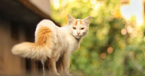 Close-up portrait of a cat