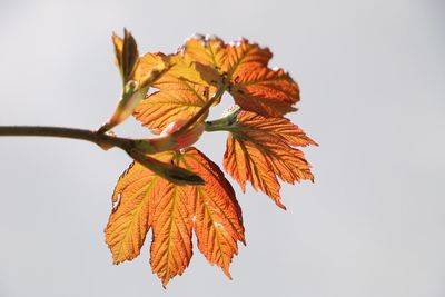 Directly below shot of autumn plant against clear sky