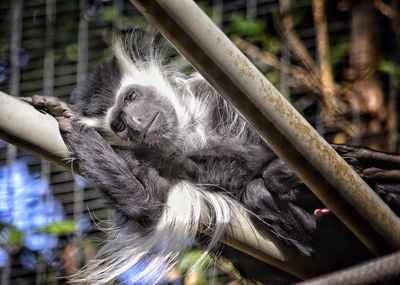 Close-up of monkey sleeping