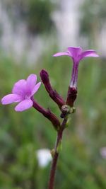 Close-up of purple flowers