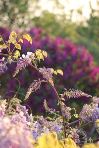 Close-up of flowers