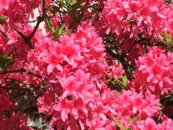 Full frame shot of pink flowers