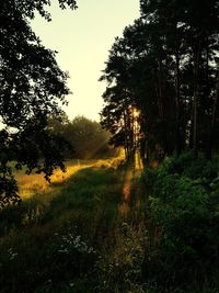Trees on field in forest against sky at sunset