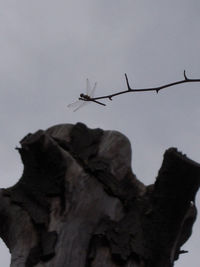 Low angle view of insect on rock against sky