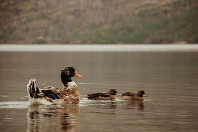 Duck swimming in lake