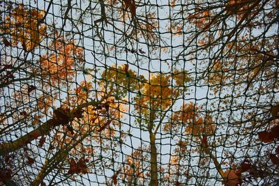 Low angle view of tree against sky during autumn