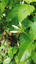 High angle view of leaves