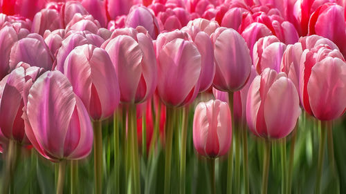 Close-up of pink tulips