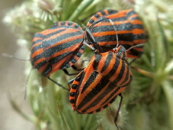 Close-up of shield bugs mating on plant