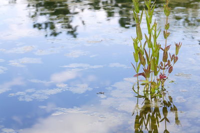 Scenic view of lake