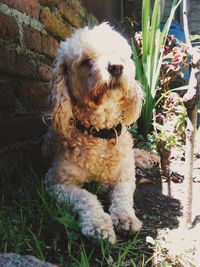 Close-up portrait of dog