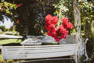 Close-up of red flowering plants by fence