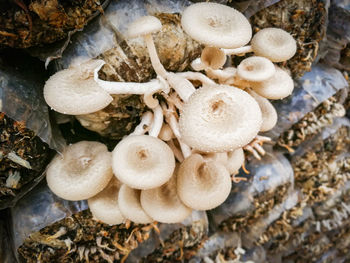 High angle view of mushrooms growing on land