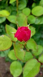 Close-up of red rose blooming outdoors